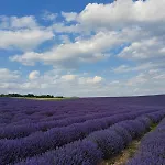 Casa Lavandula