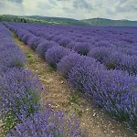 Casa Lavandula Villa