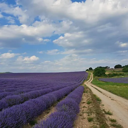 Casa Lavandula Vilă