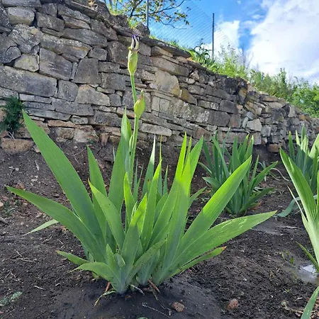 Casa Lavandula Vilă *
