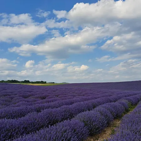 Casa Lavandula