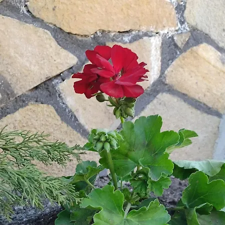 Casa Lavandula Sredno Gradishte