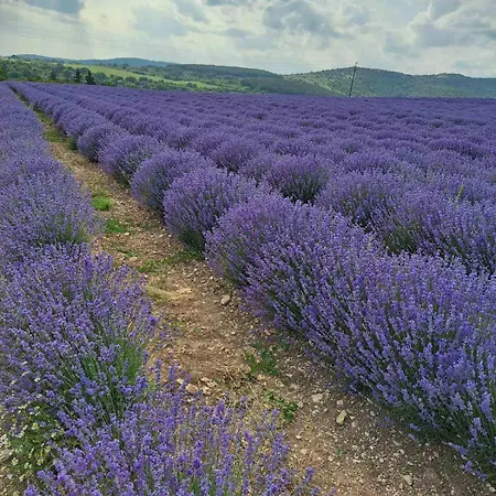 Casa Lavandula Villa